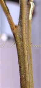  Stem